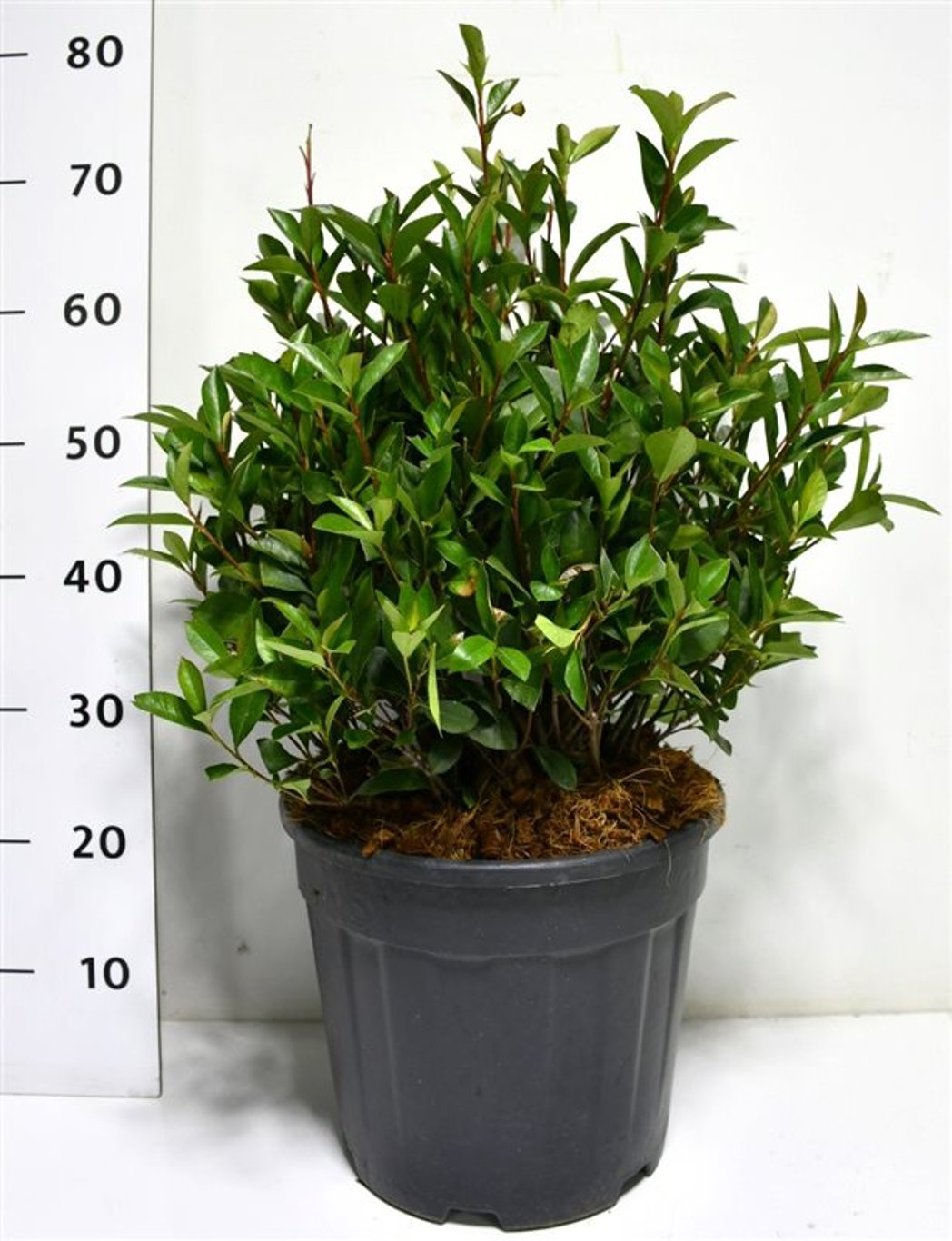 Glansmispel – Photinia fraseri 'Carré Rouge' - C15 40-50 cm. Bol